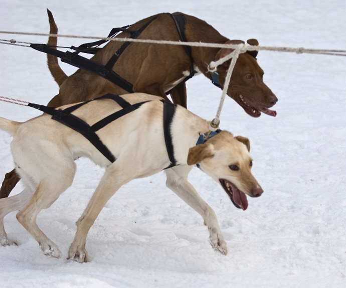 2009-03-14, Competition de traineaux a chiens au Bec-scie (143318).jpg - Dans l'attente du départ